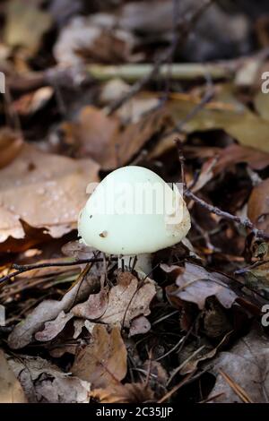 Les champignons, les champignons peuplent la forêt et la remplissent de vie Banque D'Images