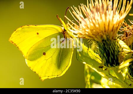 Brimstone papillon sur une fleur de chardon Banque D'Images