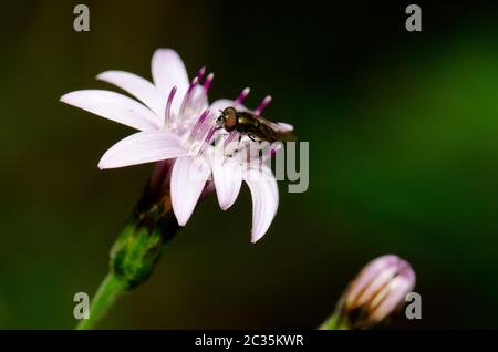 Envolez-vous sur une fleur de Perezia recurvata. Parc national de Conguillio. Région d'Araucania. Chili. Banque D'Images