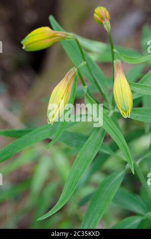 Lily péruvienne Alstroemeria aurea avec des fleurs fermées. Parc national de Conguillio. Région d'Araucania. Chili. Banque D'Images