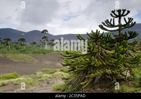 Trubland avec des arbres de puzzle de singe Araucaria araucana. Parc national de Conguillio. Région d'Araucania. Chili. Banque D'Images