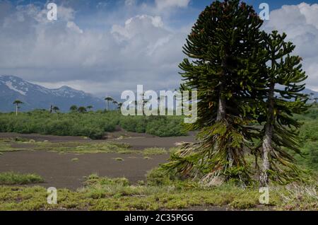 Trubland avec des arbres de puzzle de singe Araucaria araucana. Parc national de Conguillio. Région d'Araucania. Chili. Banque D'Images