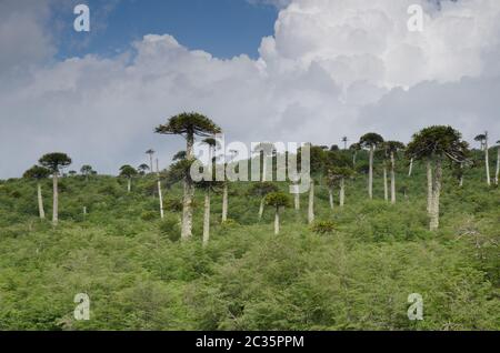 Trubland avec des arbres de puzzle de singe Araucaria araucana. Parc national de Conguillio. Région d'Araucania. Chili. Banque D'Images