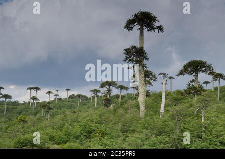 Trubland avec des arbres de puzzle de singe Araucaria araucana. Parc national de Conguillio. Région d'Araucania. Chili. Banque D'Images