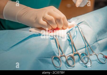 retrait des tissus pendant la chirurgie abdominale à la clinique vétérinaire. Banque D'Images