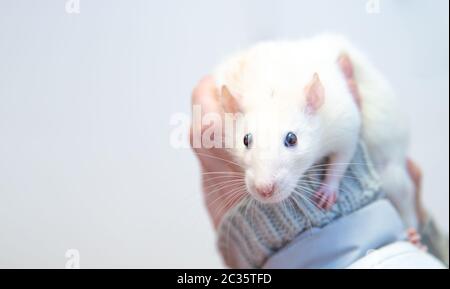 un rat de laboratoire blanc aux mains des soignants. Banque D'Images