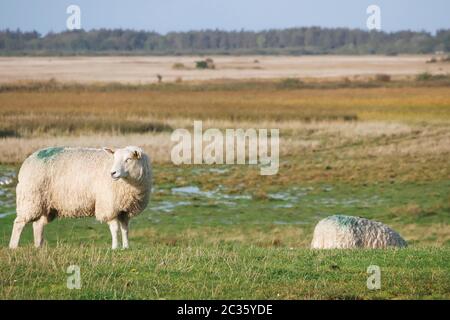 moutons près de tinnum sur l'île de sylt Banque D'Images