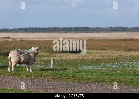 moutons près de tinnum sur l'île de sylt Banque D'Images