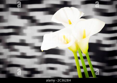 Trois fleurs de nénuphars blanches au milieu jaune sont sur fond noir et blanc. Banque D'Images