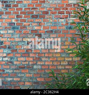 Un Bush aux feuilles vert vif pousse près d'un mur de briques rouges, orange et gris foncé. Banque D'Images