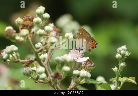 Un rare papillon à queue blanche, Satyrium W-album, se nourrissant d'une fleur de mûre. Banque D'Images