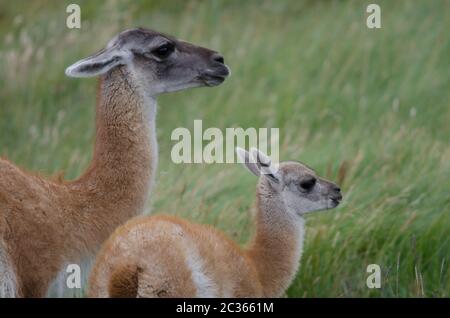 Guanaco Lama guanicoe femelle avec son cub. Parc national Torres del Paine. Province d'Ultima Esperanza. Magallanes et région antarctique chilienne. Chili. Banque D'Images