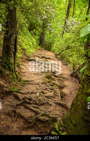 Les racines exposées le long du sentier menant aux chutes Minnehaha près du lac Rabun, dans les Blue Ridge Mountains de Géorgie, à Lakemont, en Géorgie. (ÉTATS-UNIS) Banque D'Images