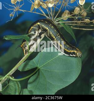 Convolvulus faucon-moth, Agrius convolvuli, caterpillar sur la plante alimentaire Convolvulus Banque D'Images