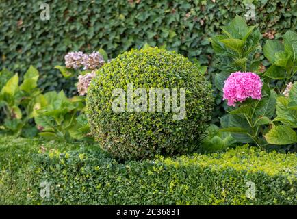 Arbustes de jardin entretenus. Balles de jardin vert en France Banque D'Images