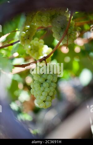 Raisin blanc dans le vignoble Banque D'Images