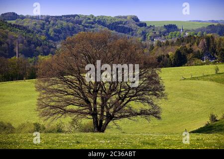 Arbre isolé dans un paysage vallonné au printemps, Radevormwald, Bergisches Land, Allemagne, Europe Banque D'Images