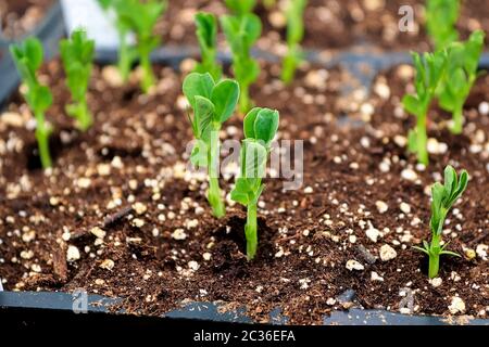 Petits pois nouvellement germés poussant dans un plateau de jardin Banque D'Images