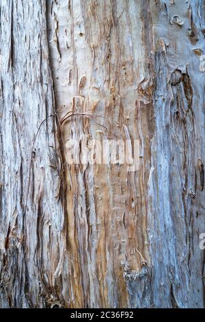 Gros plan de l'écorce de l'arbre Melaleuca également connu sous le nom d'arbre Paperbark, près de Darwin dans le territoire du Nord de l'Australie Banque D'Images