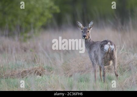 ROE Deer Doe en changement de manteau avec des tétines clairement visibles Banque D'Images