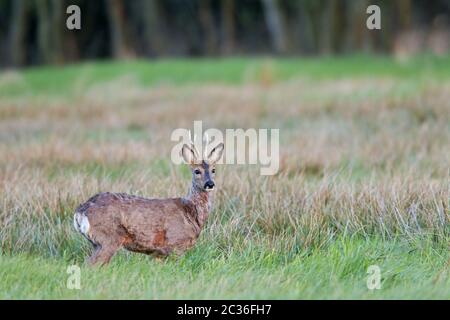 Roebuck à la fin du printemps Banque D'Images