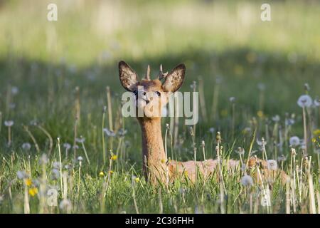 ROE Deer yearling en changement de manteau repose et flehm sur un pré Banque D'Images