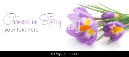 Crocus Isolated On White With Copy Space Banque D'Images