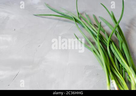 Oignons verts bio frais fraîchement cueillis dans le lit de jardin. Bouquet d'oignons de printemps sur fond de béton gris. Banque D'Images