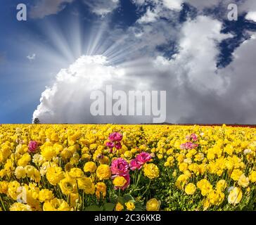 La floraison renoncules Banque D'Images