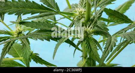 Panorama de la plante de cannabis. La marijuana est presque prête pour la récolte, avec des stigmates blancs et des trichomes commençant à apparaître, sur un vibratoire Banque D'Images
