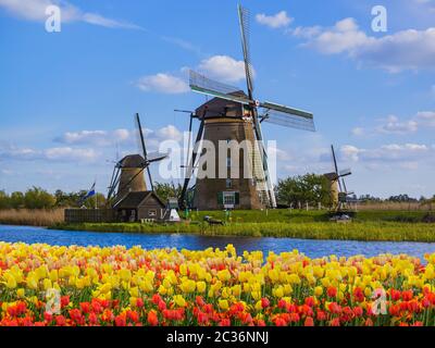 Les moulins à vent et des fleurs en Pays-Bas Banque D'Images