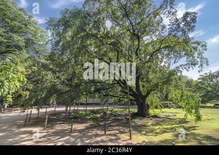 Gigantesque cerisier pleurant au printemps du jardin de Rikugien à Tokyo, au Japon. Banque D'Images