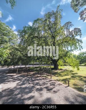 Gigantesque cerisier pleurant au printemps du jardin de Rikugien à Tokyo, au Japon. Banque D'Images