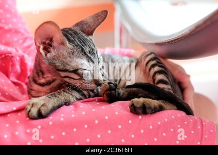 Le chaton dort sur ses genoux. Robe rose vif de la fille. Race de Rex cornouair. Banque D'Images