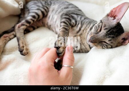 Touchez le chat près du paw. Coussinets doux noirs. Animal de compagnie de Rex de Cornouailles, tabby. Banque D'Images