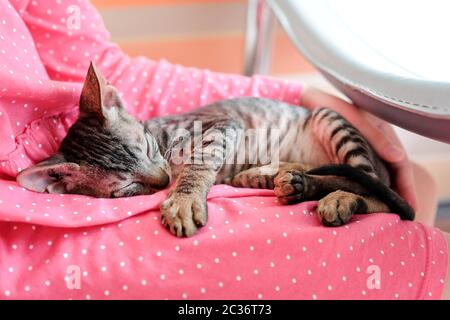 Le chaton dort sur ses genoux. Animal mignon. Banque D'Images