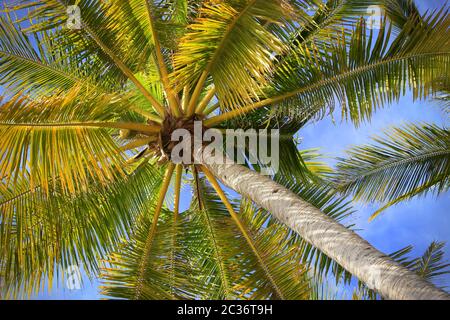 Arbre d'un coco la vue du bas Banque D'Images