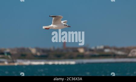 Suspect et drôle oiseau de mouette mouche en regardant nous en face d'un paysage de mer, , avec un bateau passant par et la ville sur le dos Banque D'Images