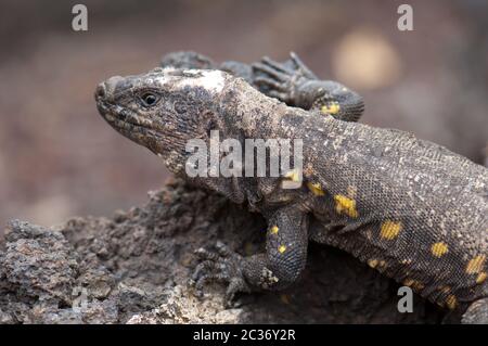 El Hierro Giant Lizard Gallotia simonyi. Adulte, homme Conditions contrôlées. Centre de reproduction en captivité de Frontera. El Hierro. Îles Canaries. Espagne. Banque D'Images