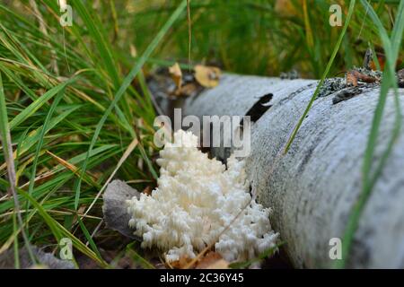 champignon de la forêt de corail près du bouleau. champignon de glace Banque D'Images