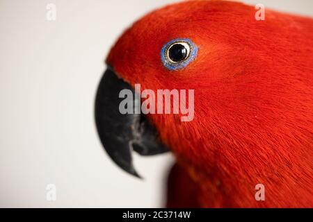 Perroquet d'éclectique femelle coloré (ecectus roratus) Banque D'Images