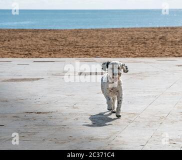 Un chien heureux qui tourne vers la caméra sur la plage Banque D'Images