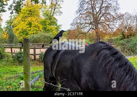 Corbeau commun (Corvus corax), également connu sous le nom de corbeau du nord sur cheval à Ham, Londres, Royaume-Uni Banque D'Images