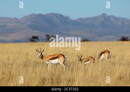 Le Springbok (Antidorcas marsupialis antilopes) dans l'habitat naturel, Mountain Zebra National Park, Afrique du Sud Banque D'Images