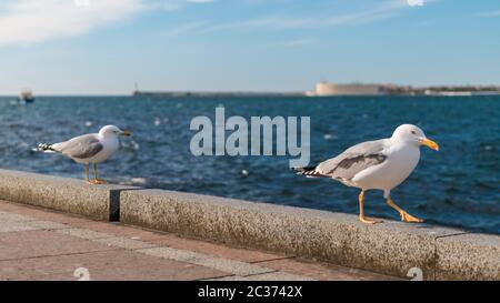 Suspect et drôle deux oiseaux de mouettes marchant prudemment dans un mur tout en nous regardant en face d'un paysage de mer, avec un bateau passant et la ville sur Banque D'Images