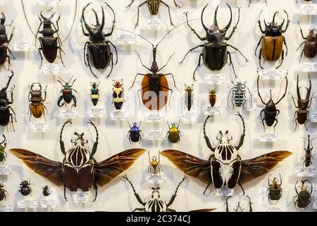 Moscou, Russie - 12 mars 2019 : collection d'insectes naturels séchés dans le jardin Apothecary. Jeu d'insectes piqueurs dans la muse biologique Banque D'Images