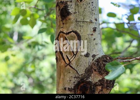 forme du coeur dans l'arbre Banque D'Images