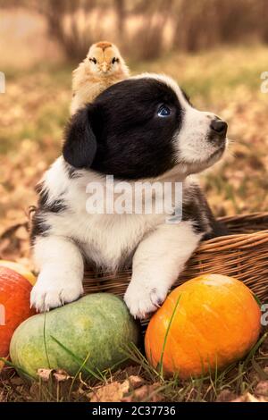 drôle de corgi gallois chien de pembroke et poulet posant dans le panier avec des citrouilles sur un fond automne halloween Banque D'Images