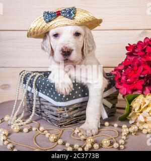 Blanc avec des taches orange setter anglais chiot chien dans un chapeau de paille dans une corbeille de fleurs et perles. Carte glamour Banque D'Images