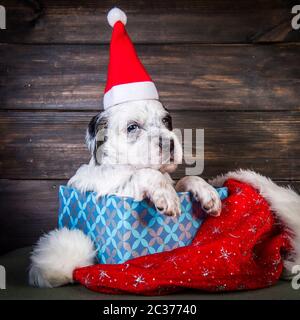 Setter anglais puppy dog with santa claus hat en boite cadeau. Noël ou Nouvel An arrière-plan Banque D'Images